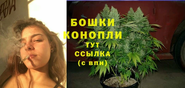 индика Новодвинск